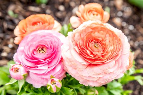 Beautiful Ranunculus Varieties