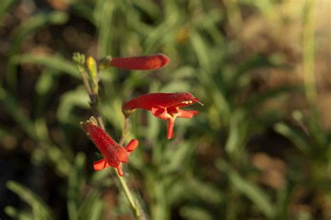 Bridges Penstemon In June By Moses Michelsohn Inaturalist