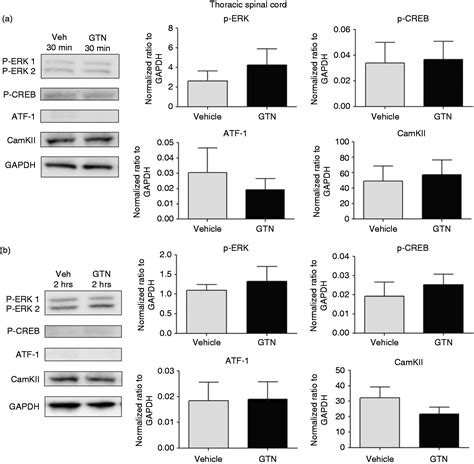 Selective Cephalic Upregulation Of P Erk Camkii And P Creb In Response