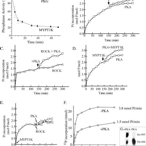 Pre Phosphorylation With PKA Reduces Thr 696 Phosphorylation By ROCK In