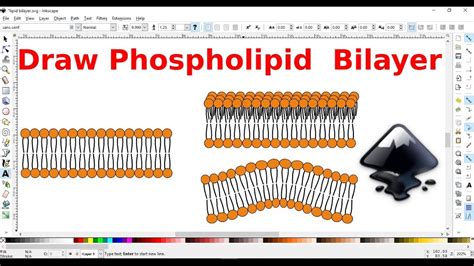 Inkscape for scientists - 17 | Drawing a phospholipid bilayer - YouTube