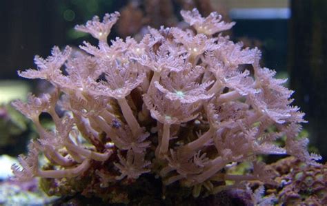 Clove Polyps Clavularia Sp Aquarium Gallery