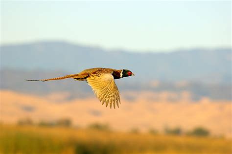 Ring Necked Animal Stock Photos Kimballstock