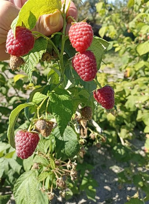 Sadzonka Maliny Jesiennej Zamo Olx Pl