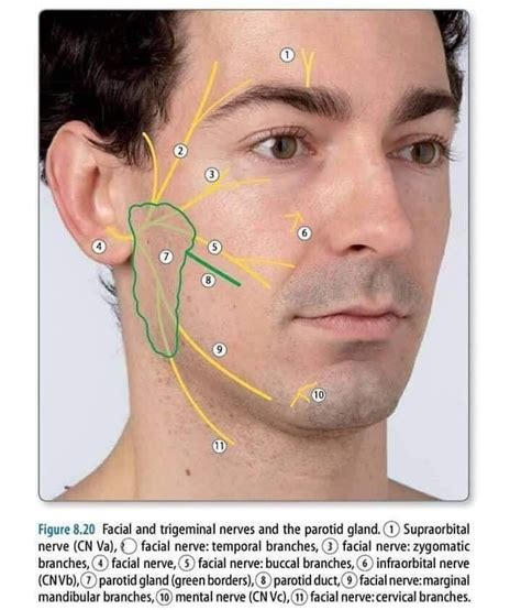 Pin By Andres Sanchez On Anatomy Facial Nerve Supraorbital Nerve