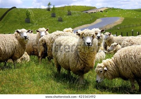 Sheep New Zealand Stock Photo 421561492 | Shutterstock