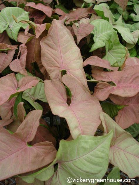 Nephthytis Pink Allusion Vickery Wholesale Greenhouse