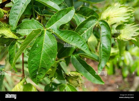 The five lobed cotton leaf with palmate veins of which each lobe's vein ...