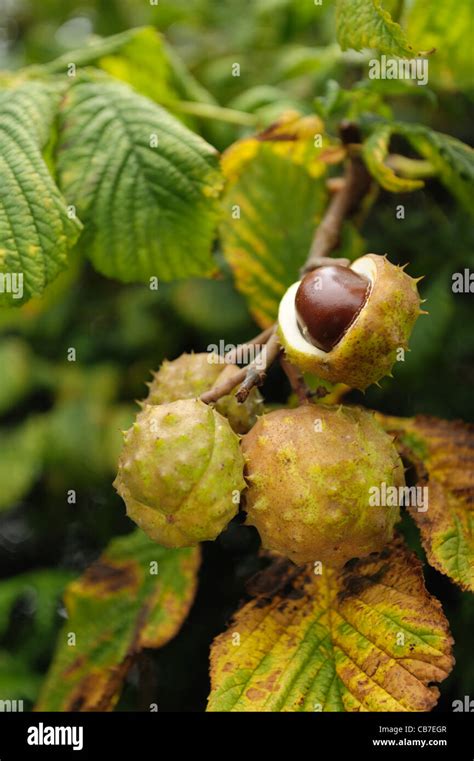 Rbol De Casta O De Indias Aesculus Hippocastanum Conkers Fruta En