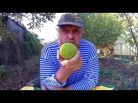 Странный фрукт от маклюры адамово яблоко, настойка и мазь - YouTube