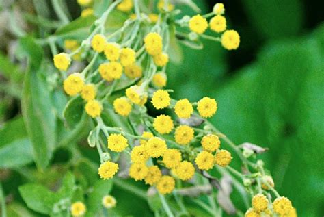 Пижма бальзамическая, или канупер (лат. Tanacétum balsamíta)