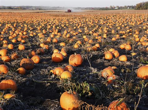 Pumpkin Pahlooza Pahl S Market Apple Valley Mn