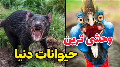 وحشی ترین و خشن ترین حیوانات جهان YouTube