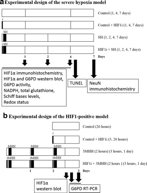 Experimental Design Of The Study A Severe Hypobaric Hypoxia Model B