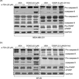 Tea Doxorubicin And Cisplatin Induce Apoptosis Of P Mutant