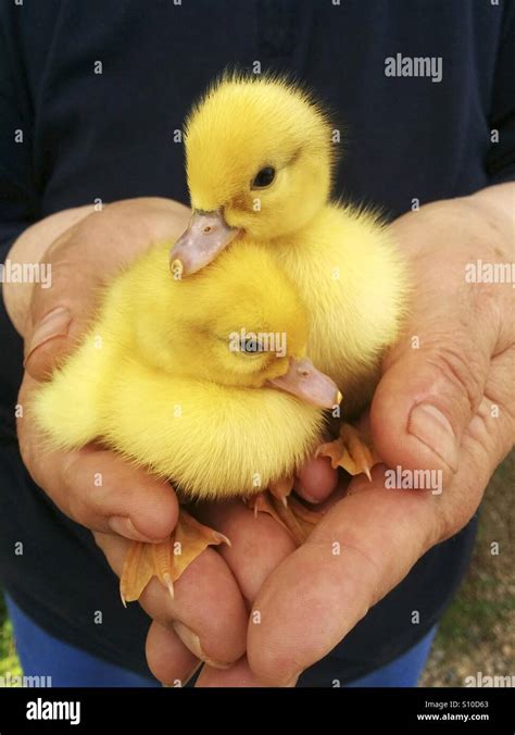 Duckling Pair Hi Res Stock Photography And Images Alamy