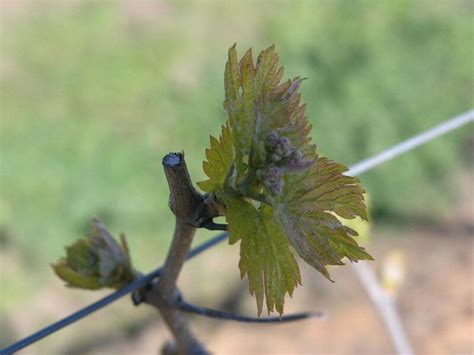 Bud Break Follow Up Grape Creek Vineyards