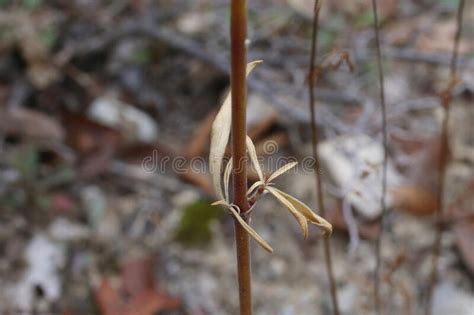 Silene Gigantea - Wild Plant Stock Image - Image of plant, flora: 171642473