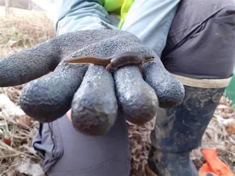 C Est Parti Pour Le Sauvetage Des Amphibiens R Serve Naturelle