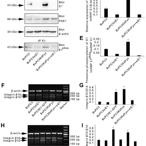 Fyn Regulates The Alternative Splicing Of Integrin β1 Via Hnrnp E1 A