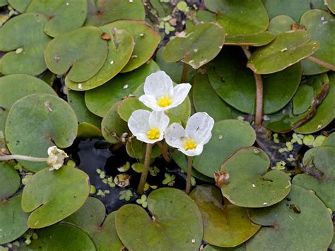 Hydrocharis Morsus Ranae European Frog Bit Aquatic Plants Nursery