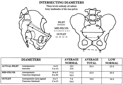 Breech delivery: the value of X-ray pelvimetry. | Semantic Scholar