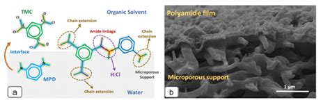 A Illustration Of Interfacial Polymerization Reaction Between MPD And