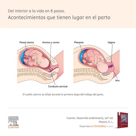 Etapas Y Fases Del Trabajo De Parto