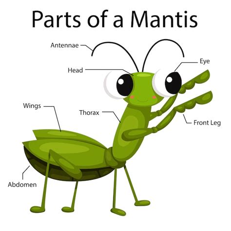 Ilustrador Partes De Una Mantis Vector Premium