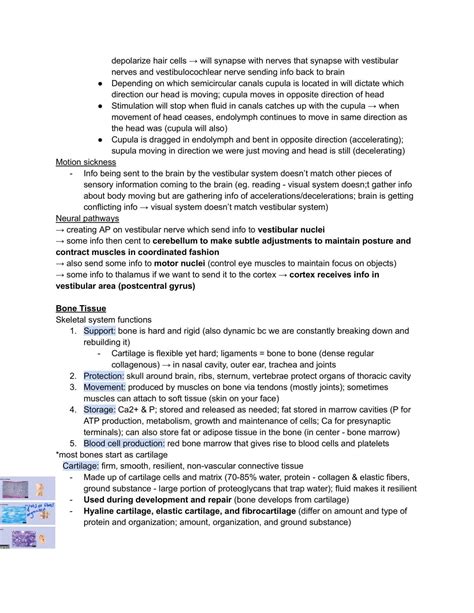 Anatomy 1 Notes Kinesiol 1a03 Human Anatomy And Physiology I