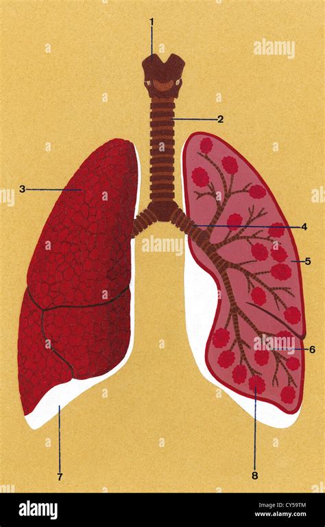 Anatomie D Appareil Respiratoire Humain Illustration Stock