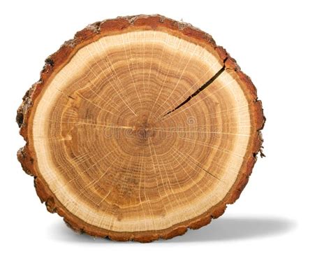 64937 Tree Ring Stock Photos Free And Royalty Free Stock Photos From