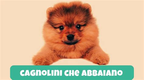 Cagnolini Che Abbaiano Compilation YouTube