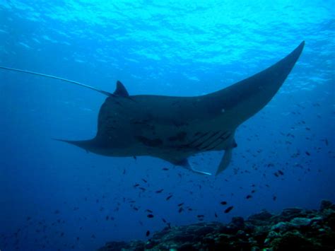 Mantas to Reef Fishes: I Drink Your Miltshake | Deep Sea News