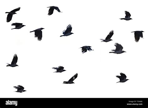 Crows isolated hi-res stock photography and images - Alamy