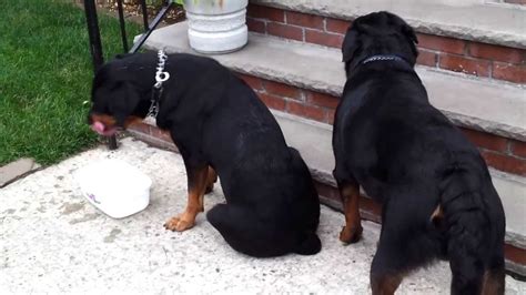 Rottweilers Breeding Youtube