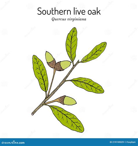 Southern Live Oak Quercus Virginiana State Tree Of Georgia Stock Vector Illustration Of Bark