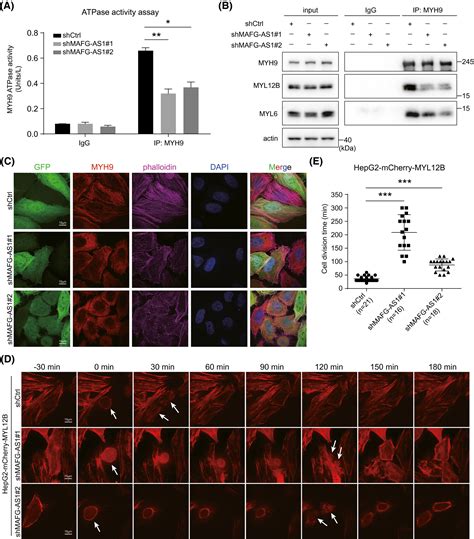 Hbx‐upregulated Mafg‐as1 Promotes Cell Proliferation And Migration Of