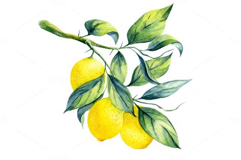 Illustrations Product Images Watercolor Lemon Fruta De Aquarela