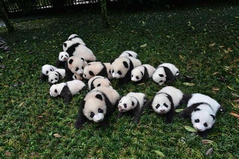 1 Day Dujiangyan Panda Base Volunteer Program Tour From Chengdu 2024