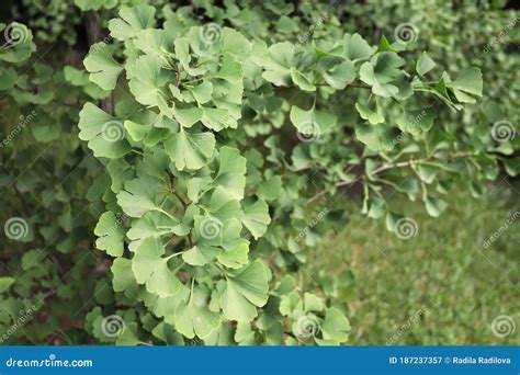 Ginkgo Biloba En La Naturaleza Ginkgo O Gingko Tambi N Conocido Como