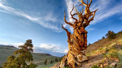 The oldest 9550-year-old tree from the Ice Age