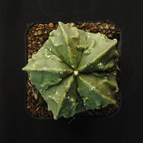 Astrophytum Myriostigma Fukuryu India S Online Garden Store Buy