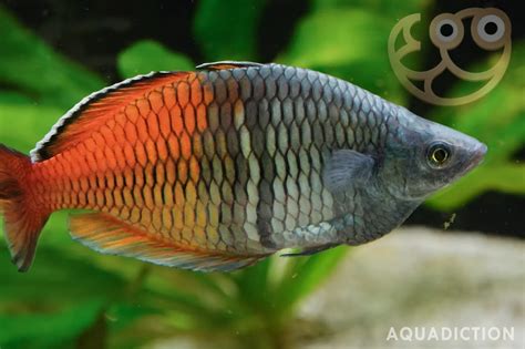 Boesemans Rainbowfish Melanotaenia Boesemani Fish Profile And Care Guide