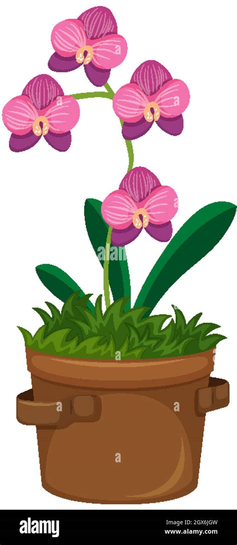 Plantando orquideas Imágenes vectoriales de stock Alamy