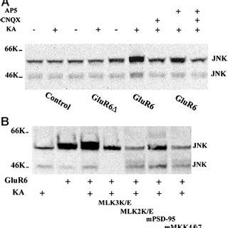 Activation Of Jnk By Glur H Following Transfection Wild Type Or