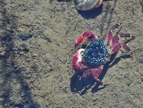 Lined Shore Crabstriped Shore Crab Mr Krabs Pachygra Flickr