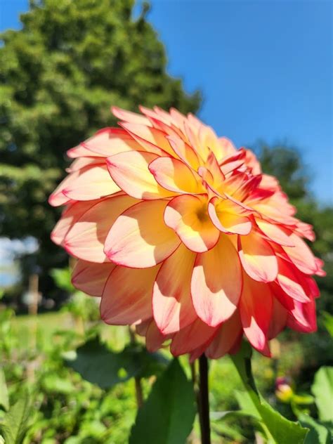 Mai Tai Dahlia Tubers For Sale Fables Farm Dahlias — Fable Farm Dahlias