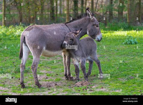 Female donkey hi-res stock photography and images - Alamy