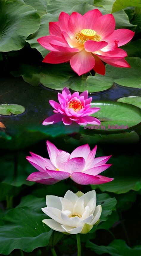 Pin By Neset Arici On Nil Ferler Lotus Flower Pictures Lotus Flower